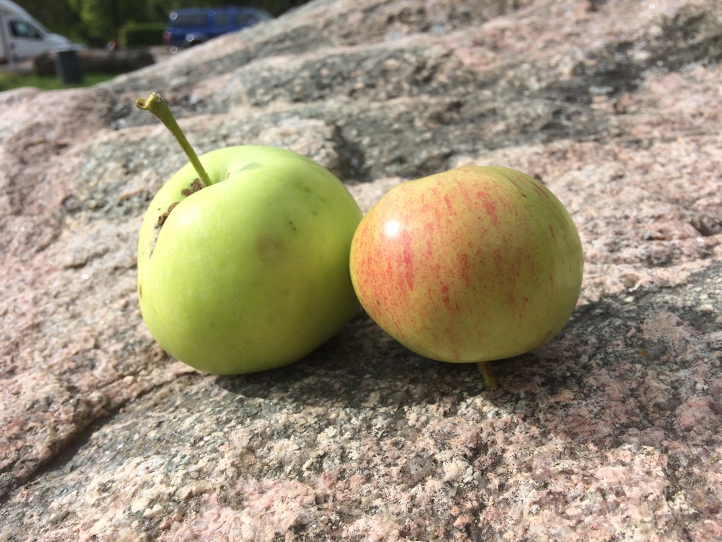 Ny teknik för att lagra äpplen