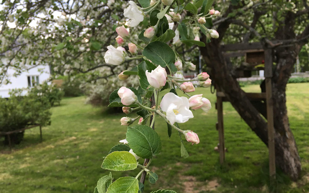 Äppelträden går i blom